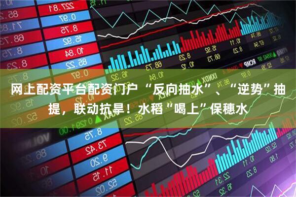 网上配资平台配资门户 “反向抽水”、“逆势”抽提，联动抗旱！水稻“喝上”保穗水